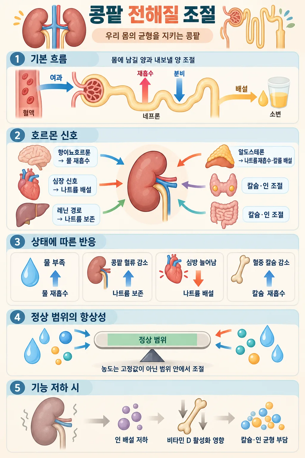 네프론의 여과·재흡수·분비와 호르몬 신호, 전해질 항상성을 설명하는 콩팥 인포그래픽