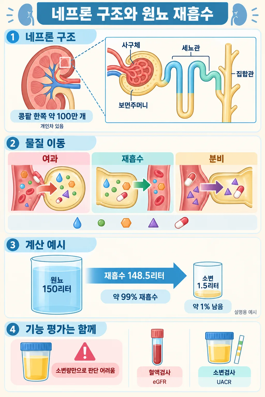 네프론 구조와 여과·재흡수·분비, 원뇨 150L가 소변 1.5L로 되는 과정을 정리한 인포그래픽
